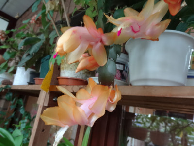 Schlumbergera gelb.JPG