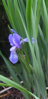 iris020.jpg