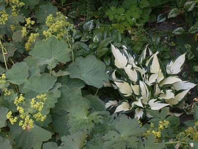 Fire-andIce-Alchemilla.jpg