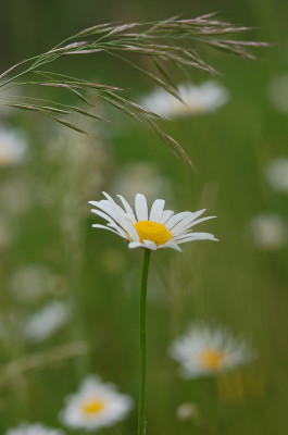 Wiese-unterwegs-110507.jpg