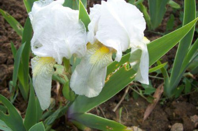 000_1657_weie_Iris_Himmelmann.jpg