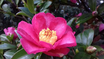 Camellia Hiryou.jpg