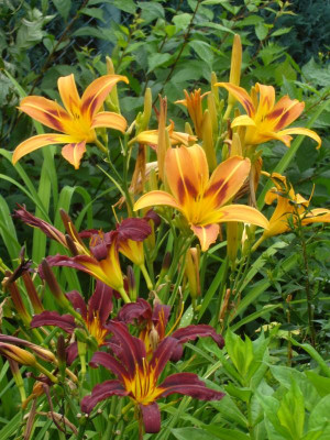 Blutorange-08-2.JPG