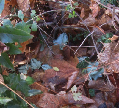 Cyclamen-laubabdeckung.jpg