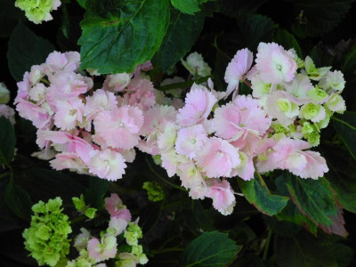 Hydrangea m. Amethyst 2015-08-01 04.JPG