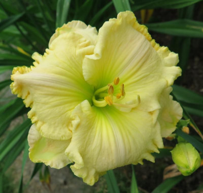 Spacecoast White Chocolate (2).JPG