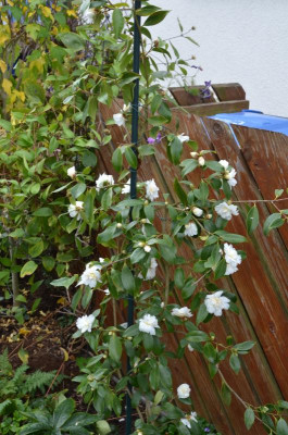 Camellia-SnowFlurry.17-3.jpg