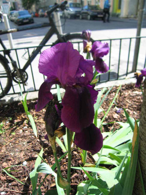Irisviolett.jpg