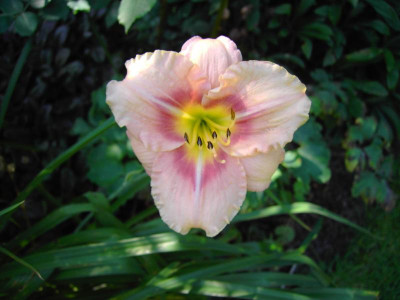 Hemerocallis 'Buffy's Doll' 01.jpg