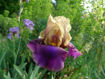 Juhrs_gelb_violette_DSCN0901.JPG