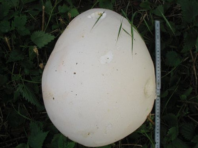 Bovist.jpg