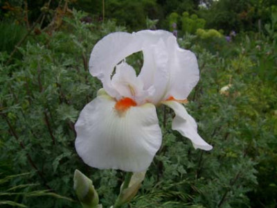 Frost_and_Flame_PIC_0248.JPG