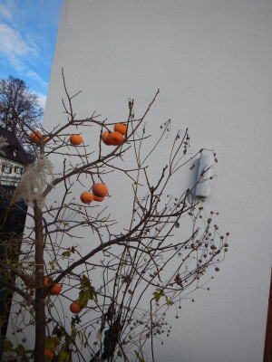 DSCN8479.JPG