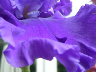 Pledged_Alegiance_mit_Sporn_besser_DSCN0962.JPG