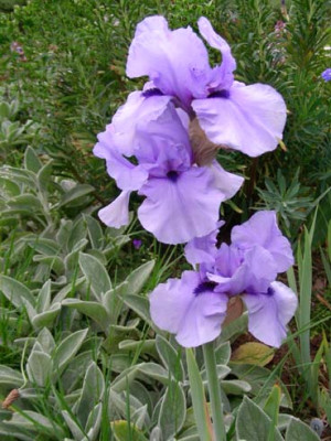 Codicil_DSCN0947.JPG