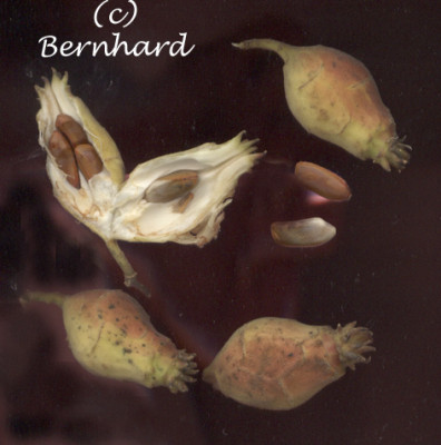 chimonanthus_praecox_1scan.jpg