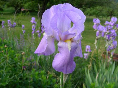 pallida_vor_Mengen_besser_DSCN0924.JPG