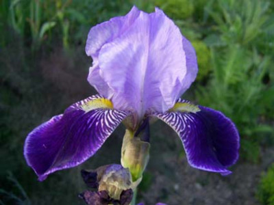 Rheintraube_PIC_0195.JPG
