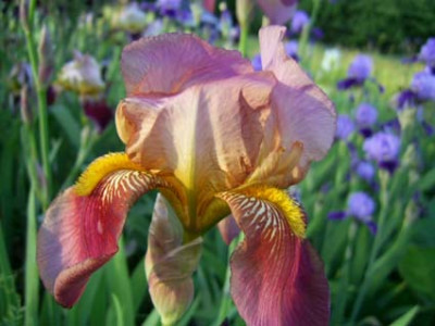 Rosy_Wings_PIC_0193.JPG