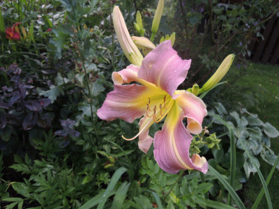 Hem.spirit of sapelo.JPG