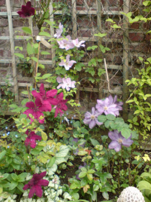 clematis_dreiklang1.JPG