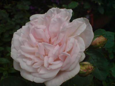 cymbaline_1.JPG