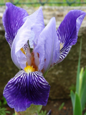 Iris-Rheinnixe-11.05.2006_08-31-25_0046.jpg