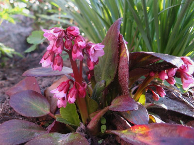 Bergenia Flirt.JPG
