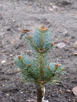 2018-12-09 Koniferen Abies lasiocarpa 'Compacta'.jpg