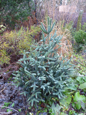 2018-12-09 Koniferen Abies pinsapo 'Fastigiata'.jpg
