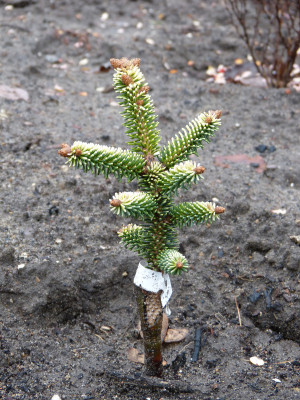 2018-12-09 Koniferen Abies pinsapo 'Aurea'.jpg