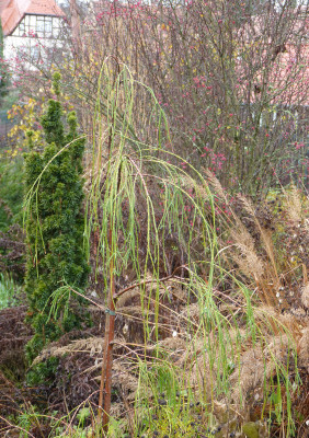 2018-12-09 Koniferen Chamaecyparis lawsoniana 'Imbricata Pendula'.jpg