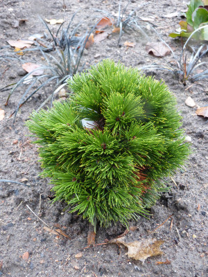 2018-12-09 Koniferen Pinus heldreichii 'Schmidtii'.jpg