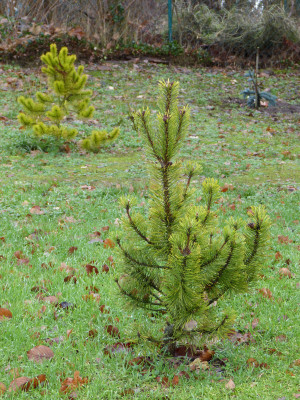 2018-12-09 Koniferen Pinus mugo 'Zundert'.jpg