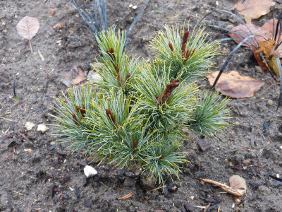 2018-12-09 Koniferen Pinus pumila 'Globe'.jpg