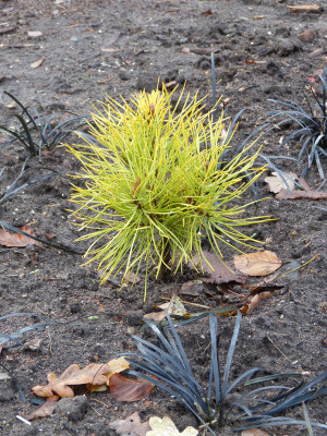 2018-12-09 Koniferen Pinus sylvestris 'Anny's Wintersun' 2.jpg