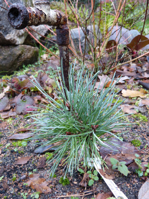 2018-12-09 Koniferen Pinus sylvestris 'Chantry Blue'.jpg