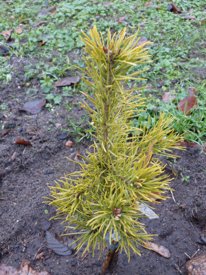 2018-12-09 Koniferen Pinus sylvestris 'Jakutsk'.jpg