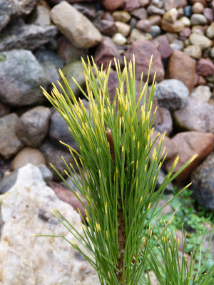 2018-12-09 Koniferen Pinus thunbergii 'Ogon' 2.jpg
