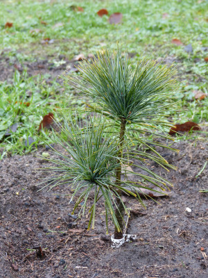 2018-12-09 Koniferen Pinus wallichiana 'Nana'.jpg