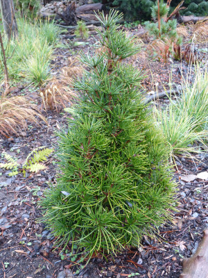 2018-12-09 Koniferen Sciadopitys verticillata 'Piccola'.jpg