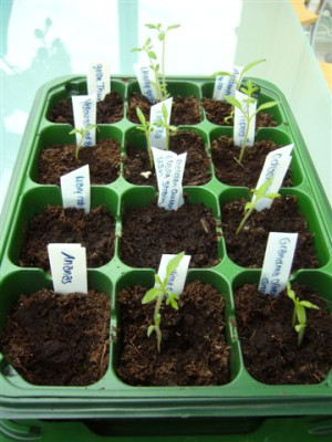 Tomaten_2007.JPG
