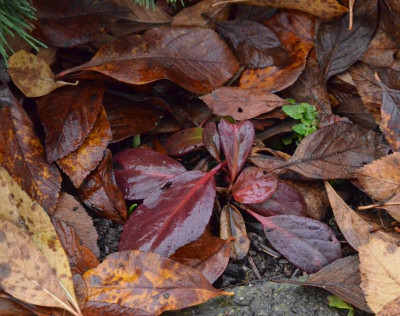 Bergenia-Flirt.18-3.jpg