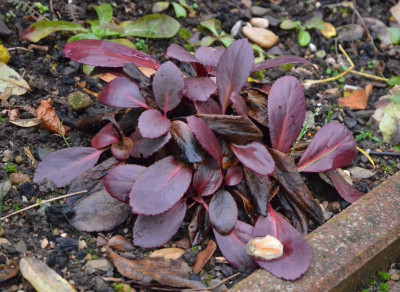 Bergenia-Flirt.18-4.jpg