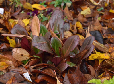 Bergenia_purpurascens.Wintermärchen.18-4.jpg