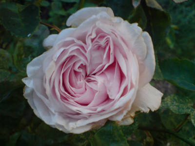 sdm_7_07.JPG