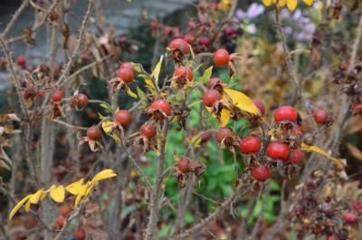 Rose-MojeHammarberg-18-10.jpg