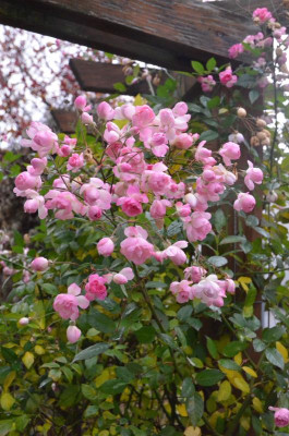 Rose-MozartsLady.18-10.jpg