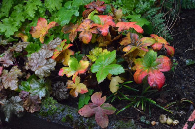 Geranium_nodosum-ClosduCoudray.18-3.jpg