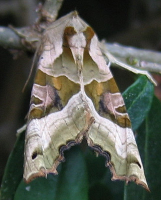 flattermann01.jpg